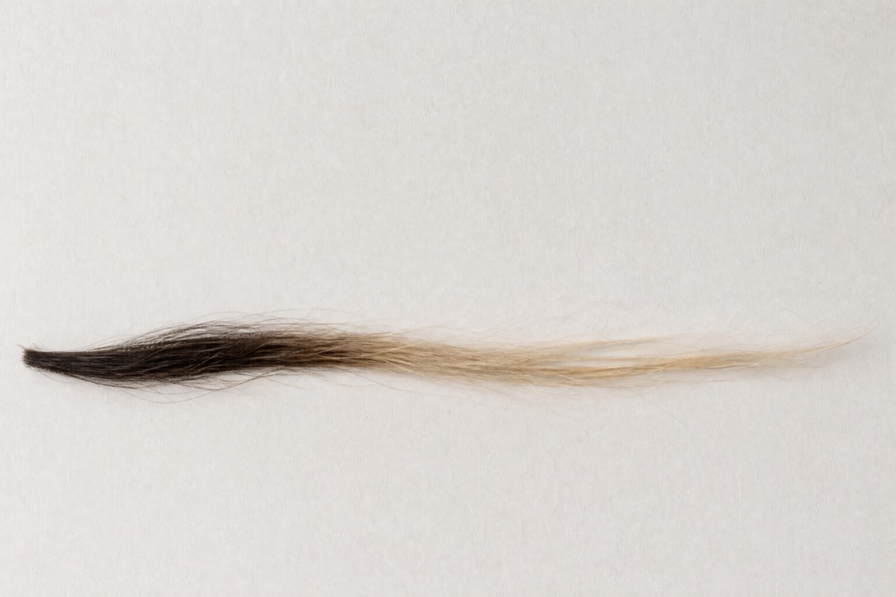 One lock, grown out from a lightening treatment. Root end and tip are the same hue and four-fifths of the value scale apart. Made for Percol.